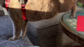Riga The Cat Falls Backwards Off Couch