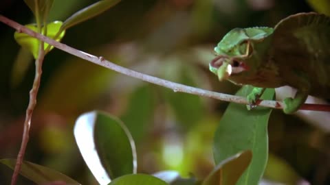 CAMILA GUASCA ! NAT GEO WILD ! CAMILA GUASCA !!!!