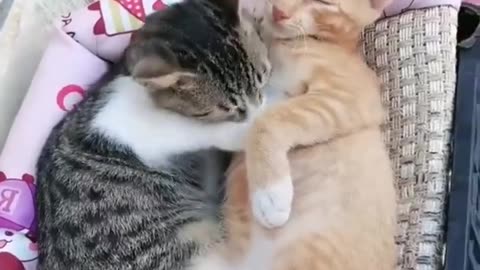 Cute cats sleeping 😍 | pretty kitten funny video