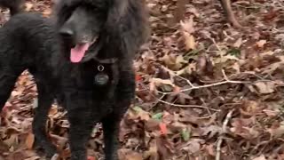 A pawsome day for a hike on through the woods, who needs a trail.