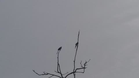 Sunny couple of swallows sitting side by side on a tree
