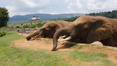 Beautiful Elephants - Big creatures - Amazing Animals