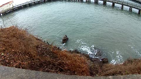 A Heron Fishing in the choppy San Francisco Bay