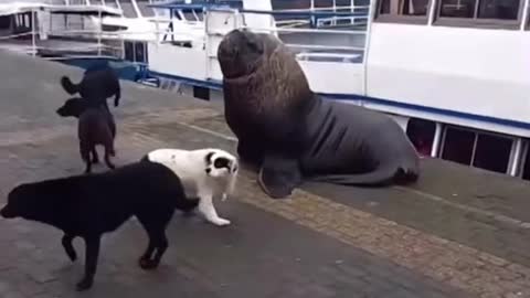 4dogs vs 1 sealion