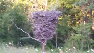 Eagle Nest Replica