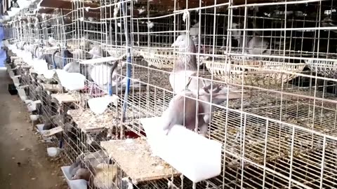 How a Pigeon Farm in Poultry Farming Produced Millions of Eggs and Meat