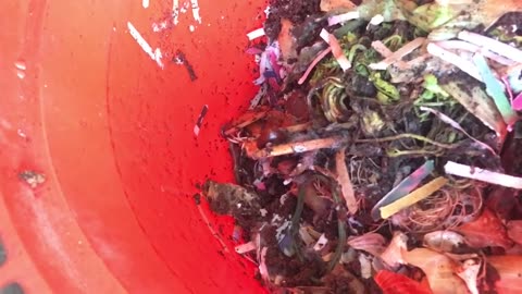 Introducing the RTC (reSourced Traffic Cone) Vermicompost Bin - Oct 2019