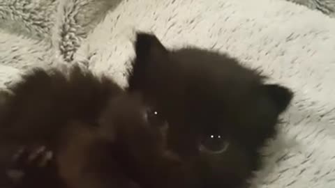 Rescue kitten Tiny