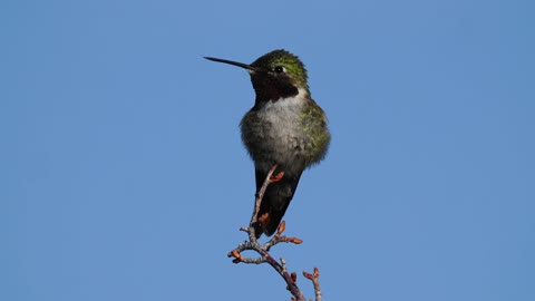 Broadtail Hummingbird