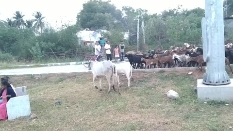 Fight with 100 goat's and 2 cow's