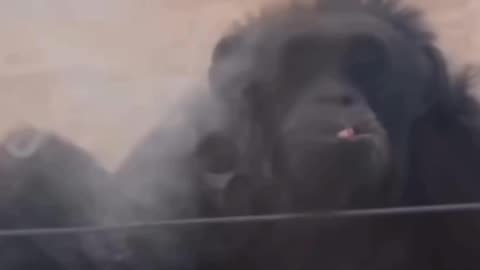 Gorilla smoking #funny video