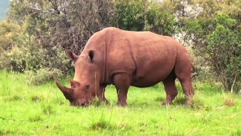 The Rhinoceros