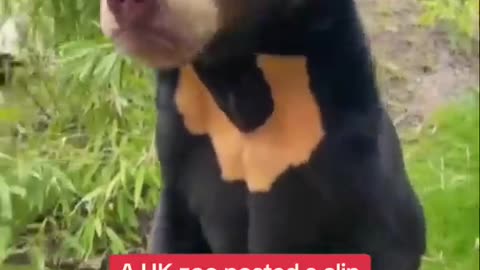 UK wildlife park posts video of sun bear on hind legs after Chinese zoo's sun bear sparks debate .