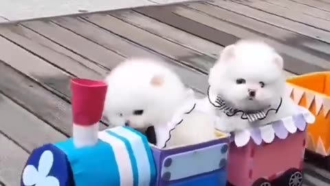 Cute puppy fun in swimming pool