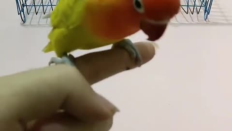 Teach smart little parrots - the most endearing and talented parrots