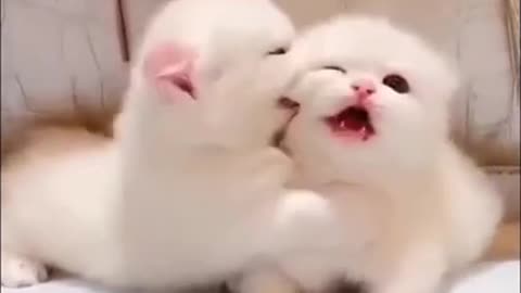 The cutest cats in the world