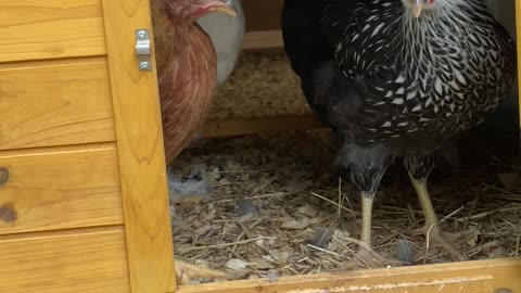 Letting the girls out of the Coop.