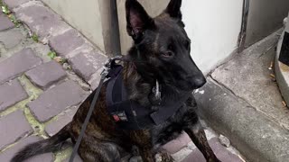 Drug Sniffing Dog Smells Something