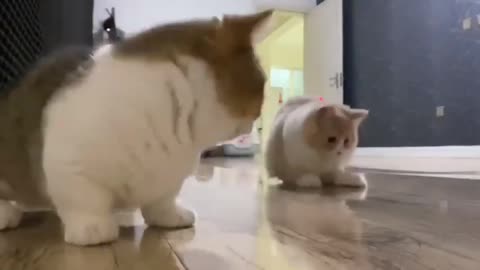 Funny Cat Video that will make you laugh