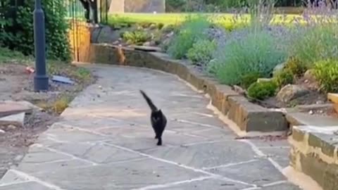 Cat Catwalk #shorts #shortsvideo #video #viral