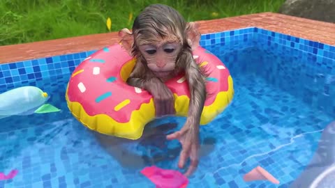 Animals Baby monkey plays swing with puppy and swims with rainbow balloons