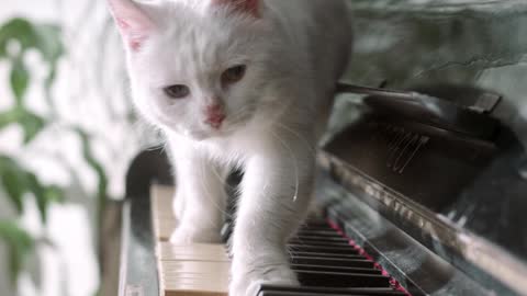 A Cat Walking Over The Piano Keyboard #shorts #youtubeShorts