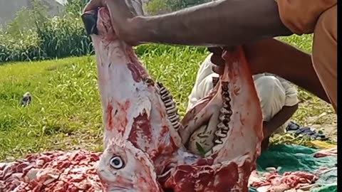 Amazing Buffalo 🐃 head meat cuttings by professional butcher/supper cutting performance.
