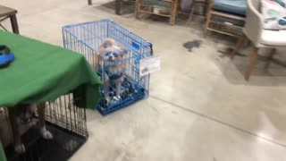 March 25, 2023 - Adopt a Dog Event at Lowe’s Store in Avon, Indiana