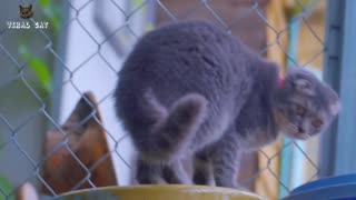 This video is related to cat 😸 cute and sweet cat