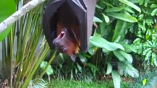 Brownie the Bat Loves Watermelon