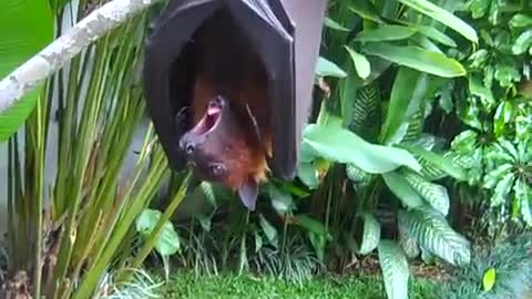 Brownie the Bat Loves Watermelon