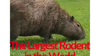 The Largest Rodent in the World