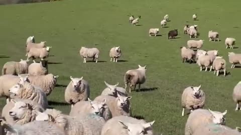 Amazing Dog herding a field of sheep