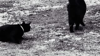 SLOW MOTION HIGH JUMPS: CATS IN BLACK AND WHITE VIDEO