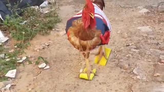 Rooster Sports an Outfit