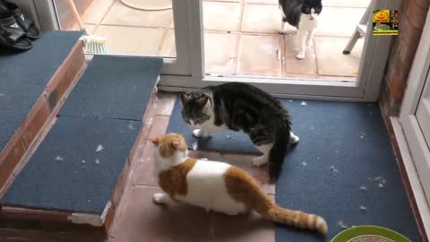 Funney cats l like l subscribe l cat fight