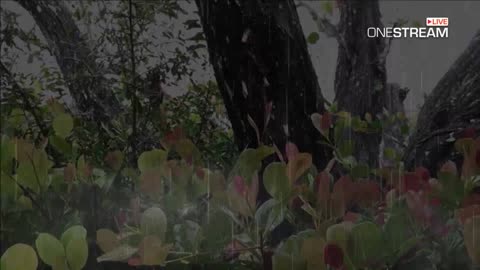 Forest Rain Falls On Cocoplum Leaves - 1 Hour Thunderstorm Sounds For Sleep