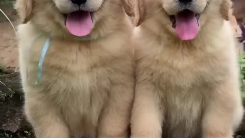 Fluffiest_Golden_retriever_Puppies!(720p)