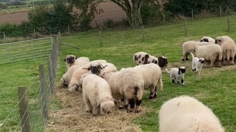 Lambs Frolic on the Farm