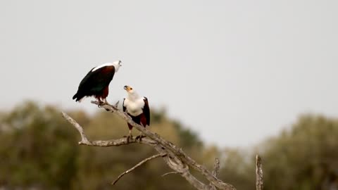 African Fish Eagles Sound