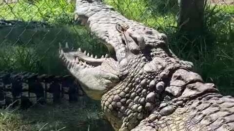 Crocodile AMBUSH! #short #shorts #animal #wildlife #Crocodile #nature