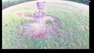 What's at the feeder LIVE? 5/11/2023