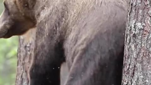 A bear rubs on a tree to scratch a hard - to - reach itch