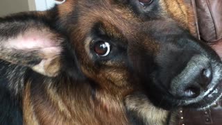 Synchronized Head Tilts By Handsome Shepherds