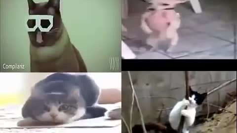 Animals are dancing and singing very funny