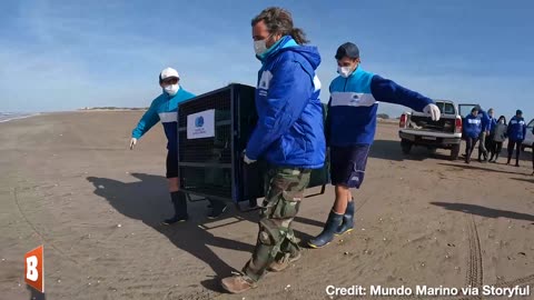HAPPY FEET: Rescued Penguins Released Back into the Wild in Argentina