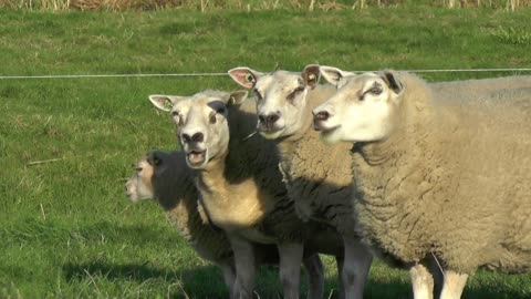 Sheep Animal Wool Chewing The Cud Flock Pasture