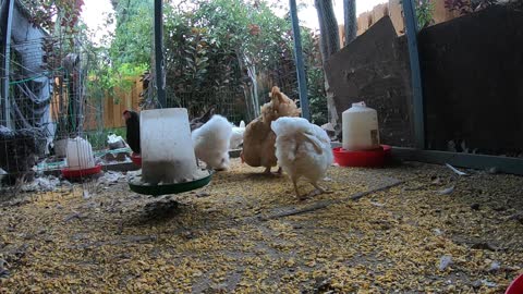 Backyard Chickens Morning Long Video Hens Clucking Sounds Noises Roosters Crowing!