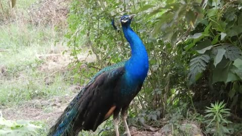 Peacock Sound