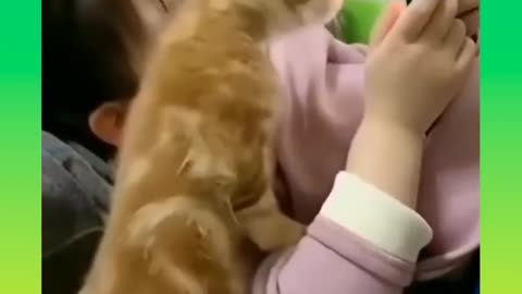 Cute cat compilation video